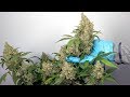 QUICK FLOWERING AUTOFLOWER HARVEST. SEED TO HARVEST IN 9 WEEKS