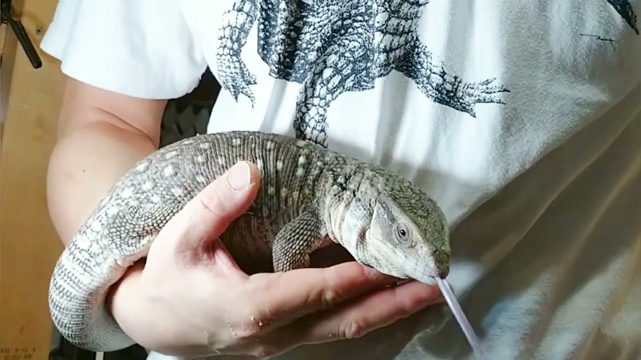 サバンナモニター・アザンティックSavannah monitor lizard axanthic