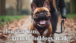 How Far Can French Bulldogs Walk? Dog Leash, Stroller Tips & More!