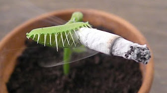 Charlie the Venus Flytrap 