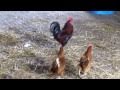 Crow Black Chicken - Charlie's women