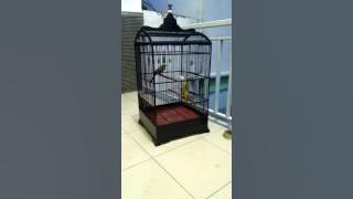 Trucukan Si Halilintar Over Agresif feat Si Airlangga 2016