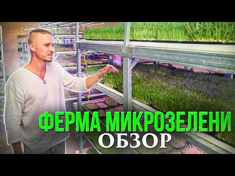 Обзор фермы Микрозелени Современный прибыльный Бизнес - YouTube