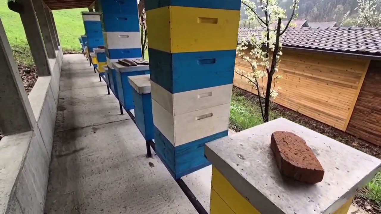 4. April 2025 Odličan razvoj pčelinjih zajednica.