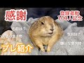 【祝☆登録者数100人】プレーリードッグの自己紹介 / Introducing the Prairie Dog