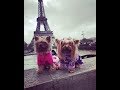 Мы в Париже❤️ Путешествие с собаками в Париж