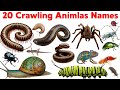 20 Crawling Animals Name In Hindi And English | Crawling Animal With Animation