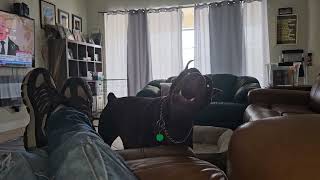 Talking to my 2yrs old Doberman Cyrus, when 6 month old Bella jumps in. Watch till the end