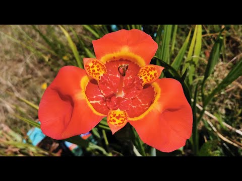 Vidéo: Le tigridia est-il une plante vivace ?