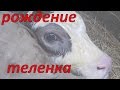 Отёл / Новая жизнь / Появление на свет теленка / Жизнь в деревне.