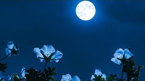 (ص ١١٦ سورة المائدة) - القارئ الشيخ عبد الله بصفر حفظه الله تعالى ...