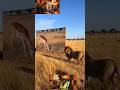 prank on lion 😂😱 | Google Veo 3 #funny #aipodcast #funnyanimals #animals #shorts
