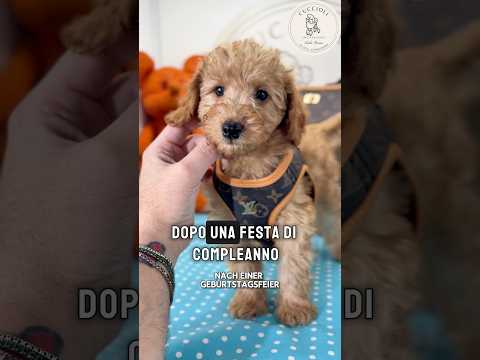 TAZIO — Toypudel