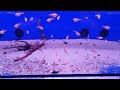 Hyphessobrycon flammeus "orange"