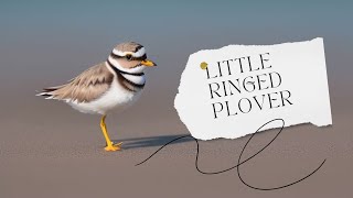 Little Ringed Plover | Birds of India