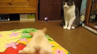 Приколы с кошками Кот сказал идите в жопу Прикольно. Приколы с кошками Кот сказал идите в жопу Прикольно.