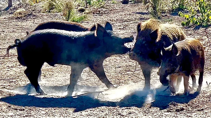Breeding behavior of wild boars
