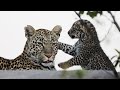 A morning with young LEOPARD cubs and LION cubs