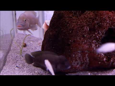 Telmatochromis temporalis shell family