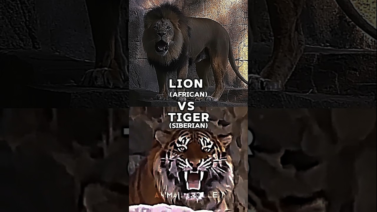African Lion Vs Siberian Tiger 🔥💀