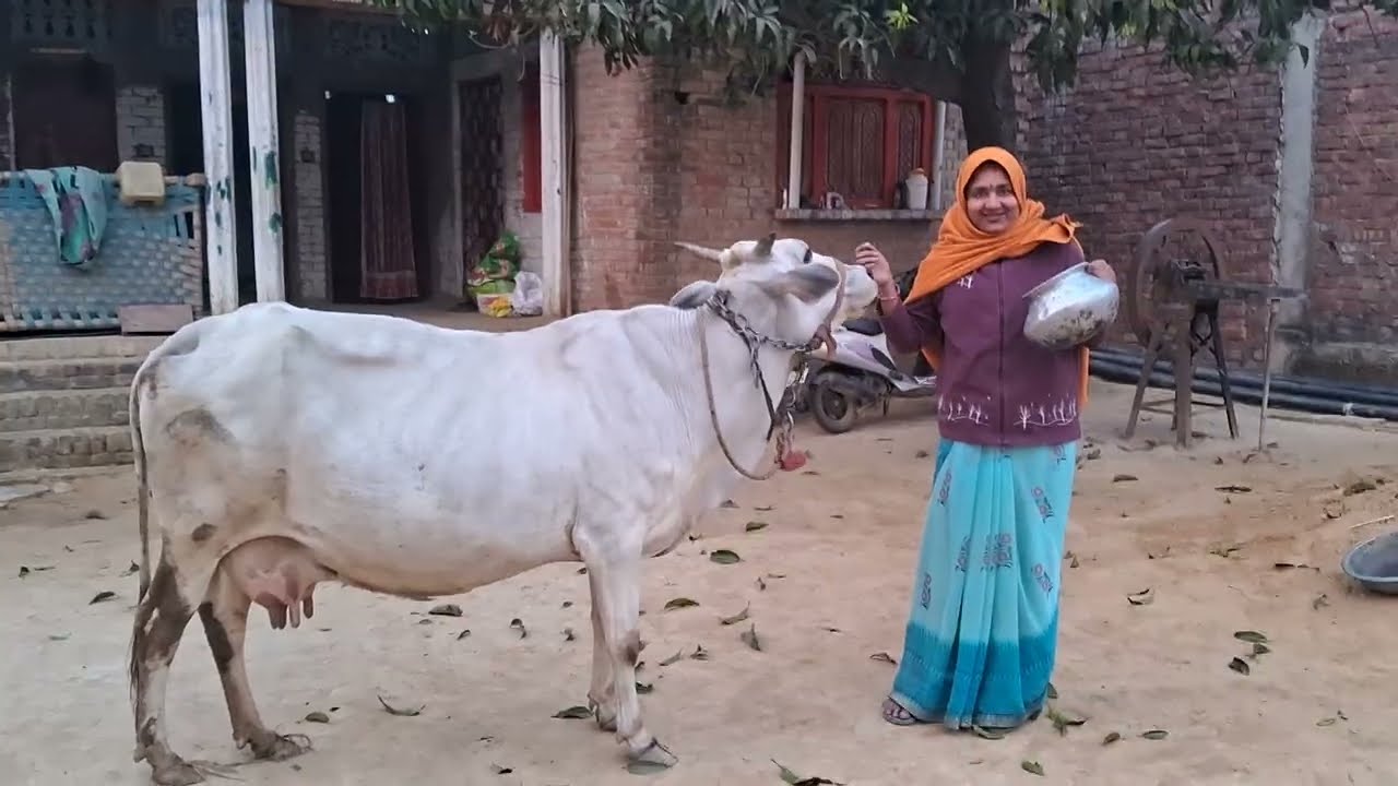 Dallo kashu ne mummy ko dhundha #gao #vlog #kashu #dallo