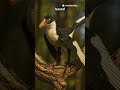 Zhongjianosaurus: The Tiny Raptor King #🇨🇳 #dinosaur #shorts