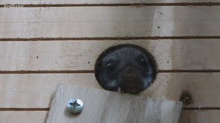 Rehabbed flying squirrels return to the wild near Issaquah