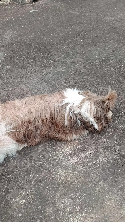 সকালে একটু ঠাণ্ডা ঠাণ্ডায় বসে আছি #shorts #shortvideo #cute #youtubeshorts #ytshorts #shihtzulover