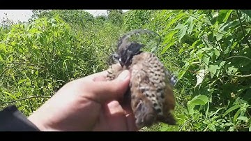 Đổi gió đi bẫy cút và cái kết