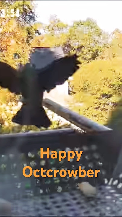 On tonight‘s episode, we have a tale of another crow with a taste for the peanut. 🐦‍⬛ #Crows