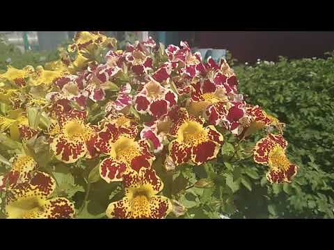 Videó: Mimulus Erkélyekhez, Cserepekhez és Virágágyásokhoz