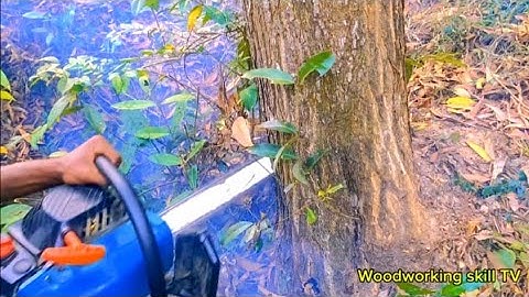 tree cutting skills in anticipation of a falling tree disaster!
