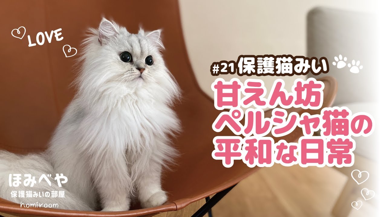 保護猫みい｜甘えん坊ペルシャ猫の平和な日常#21 - YouTube
