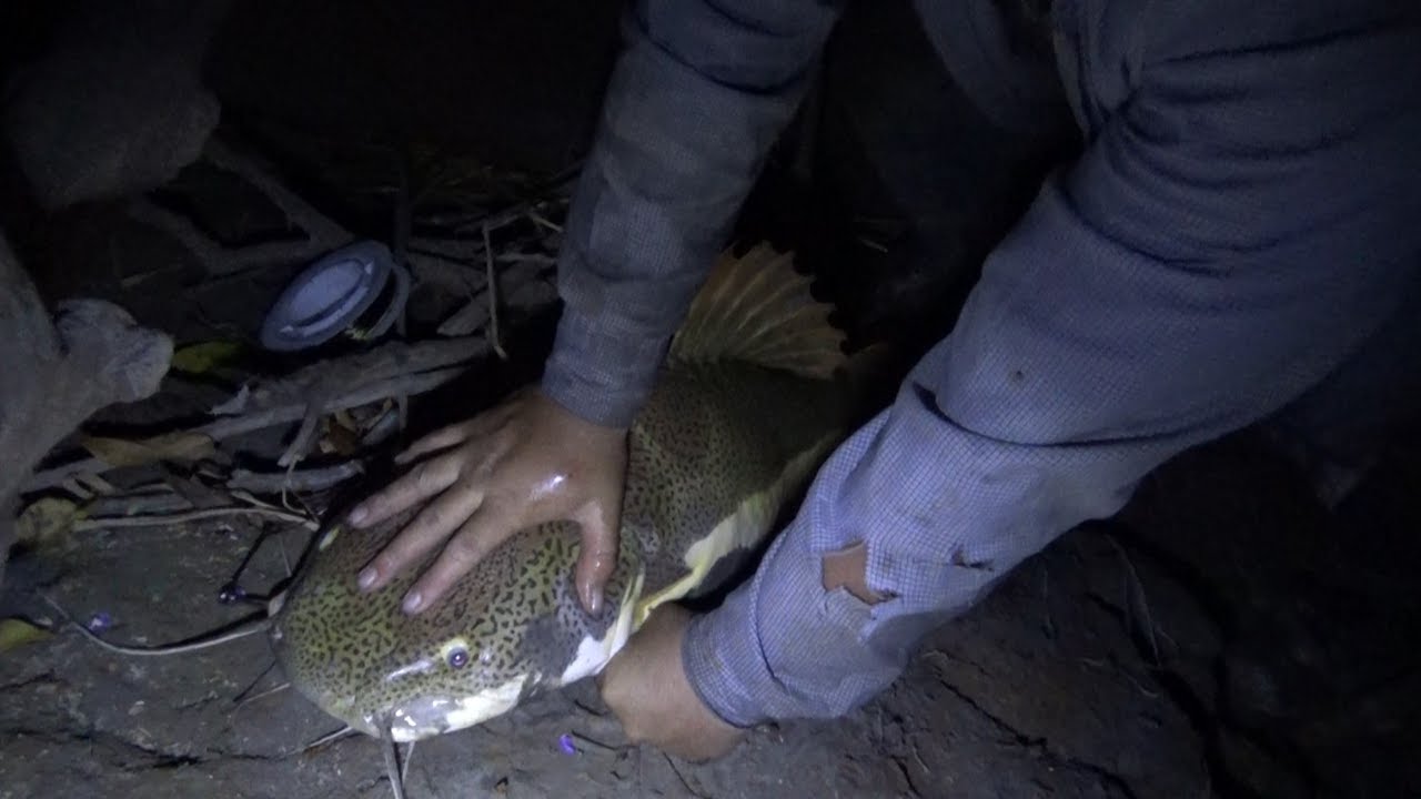 Pesca Nocturna De Bagres 50 Youtube Pesca Nocturna De Bagres 50 Youtube