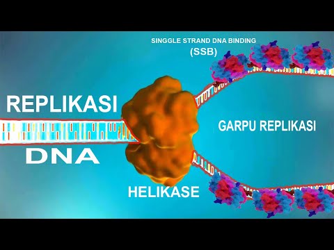 Video: Apa fungsi enzim topoisomerase dalam replikasi DNA?