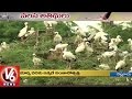 3-day Flamingo festival to begin at Pulicat Lake, Nellore