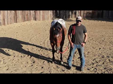 Horse Buying 101: Showing Appointment | Expert Guidance Grooming and Test Riding | Lazy Oaks Ranch