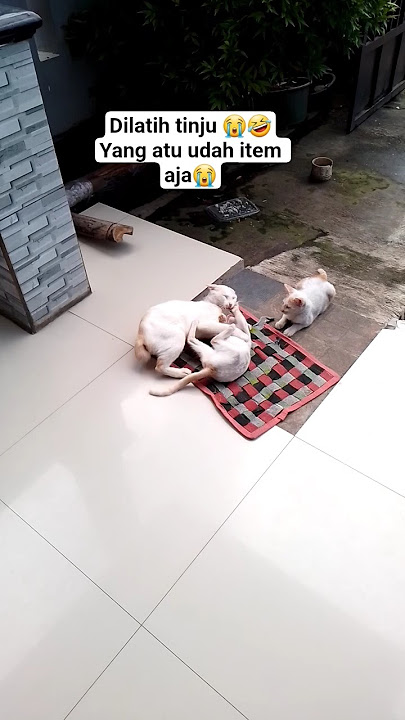 latihan🤸‍♀️ #cat #tinju #cute #animals #viral #trending #shorts #youtubeshorts #fypシ゚viral #fyp #fy
