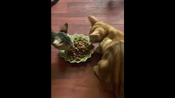 Happy Customer and Happy Cats with Nicky Cat Food | Petologist