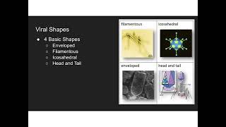Viruses - Morphology