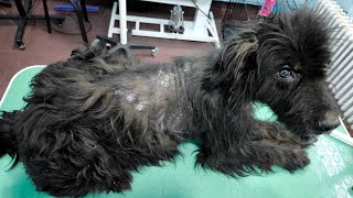 We Are Back! Grooming A Dog With A Skin Problem