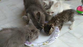 Foster Mother Is Hungry She Needs Energy After Being ill - Her Adopt Kitten Is Also Feeling Bad