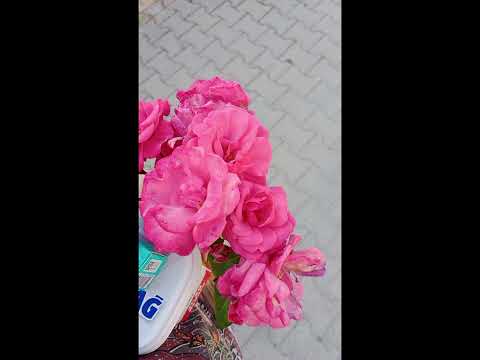 GEL BENİMLE - SKAPOVA