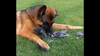 Lets talk Feathers, Fur and natural Deworming by Adventures with Lycan my German Shepherd Dog 76 views 1 month ago 14 minutes, 41 seconds