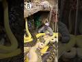 لن تصدق كيف عاش هذا الرجل مع الأفاعي حيوانات للاطفال حيوانات الغابه حيوانات Animals ماشاوالدب لن تصدق كيف عاش هذا الرجل مع الأفاعي حيوانات للاطفال حيوانات الغابه حيوانات Animals ماشاوالدب