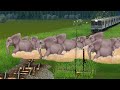 象の群れが踏切にあります。 レール が壊れたふみきり | 鉄道シミュレーター (Train simulator)