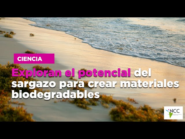 Exploran el potencial del sargazo para crear materiales biodegradables