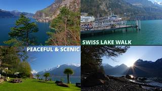 Lake Lucerne Walk: Sisikon to Flüelen 🇨🇭 | Scenic Swiss Lakeside Trail (2H Relaxing Nature)