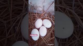 @# Bird eggs  # world smallest bird eggs # found an egg in tha graden ( #viral_shorts )