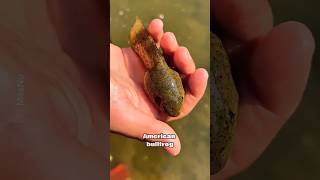 A Tadpole the Size of a Fist #bullfrog #frog #wildlife
